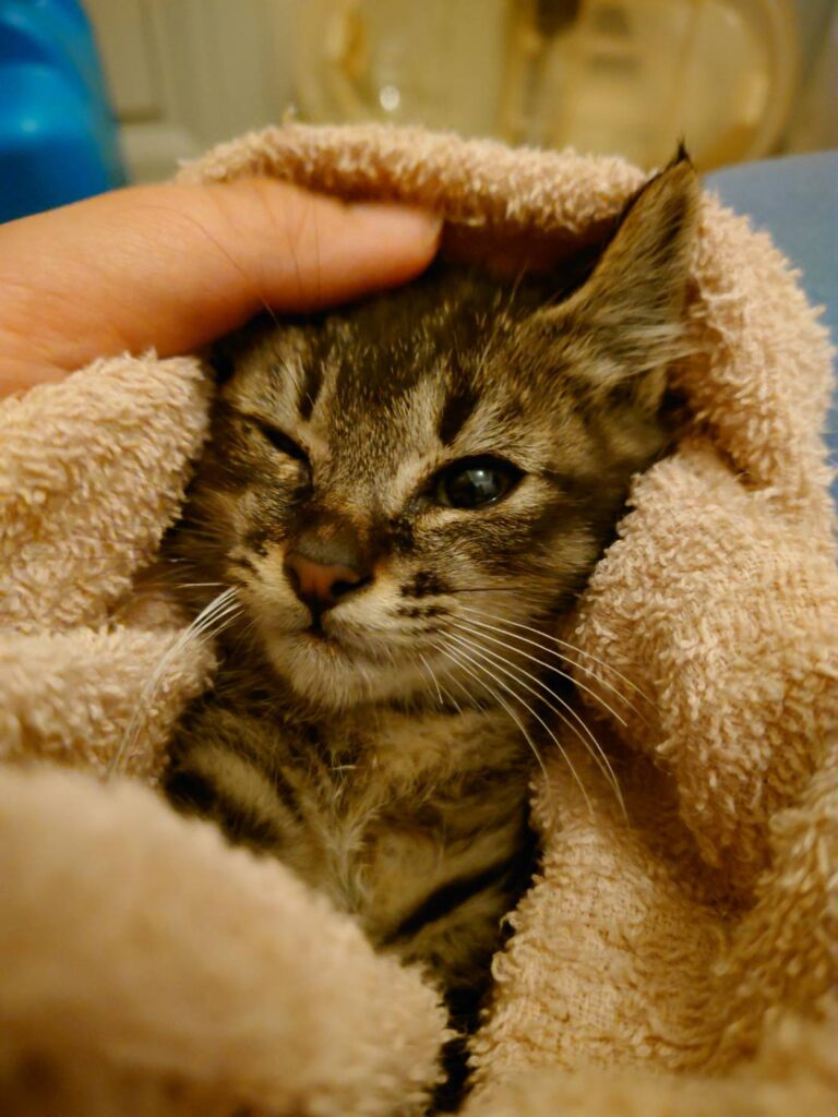 釧路 猫 捕獲