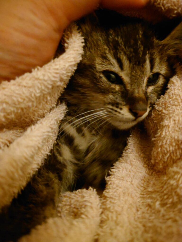 釧路 猫 捕獲